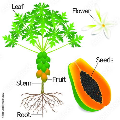 Plant structure of papaya tree isolated on white background.