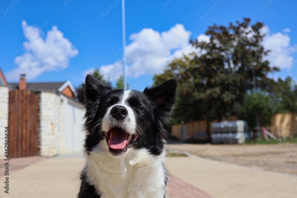 Adorable Border Collie Smiling with her Eyes Closed in front of her house on the Street. Black and White Dog Enjoying Sunny Day in Czech Republic.