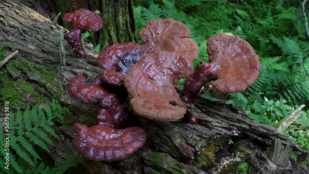 Pine Dye Polypore Mushrooms on a fallen tree in New York state Pine Dye Polypore Mushrooms on a fallen tree in New York state