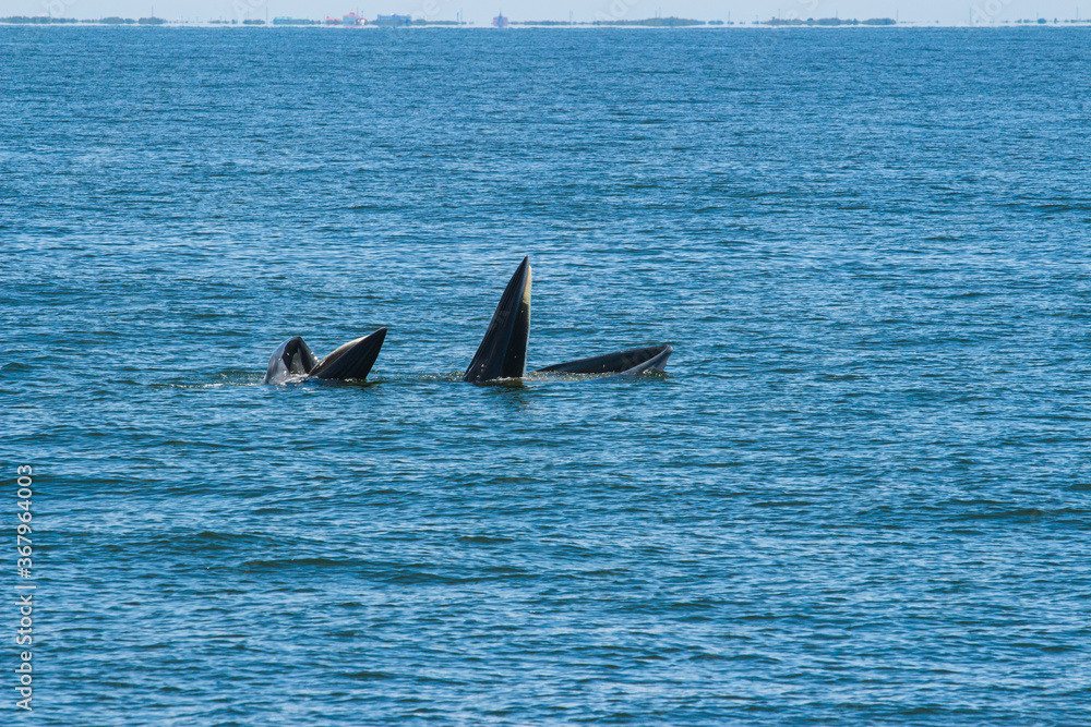 Fototapeta premium Bryde's whale, Eden's whale eating fish and blowing out air at the surface from twin blowholes at gulf of Thailand
