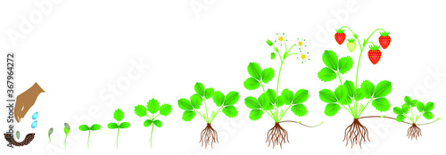 Cycle of growth of a strawberry plant on a white background.