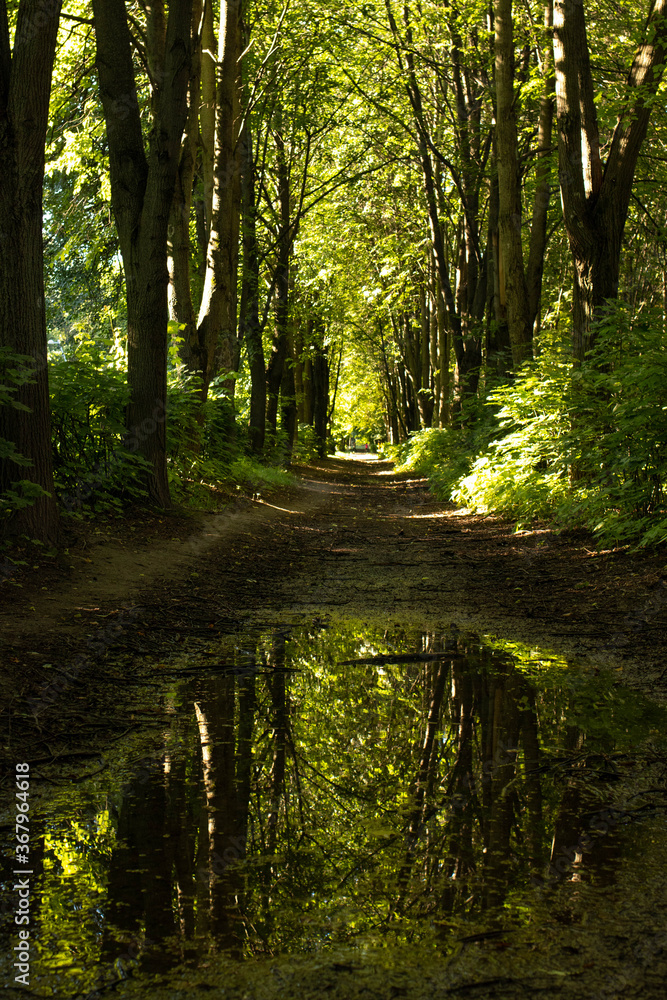 Fototapeta premium wildlide forest scape shot