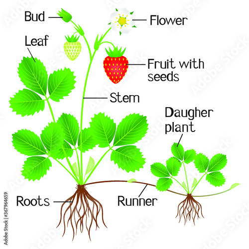An illustration showing parts of a strawberry plant.