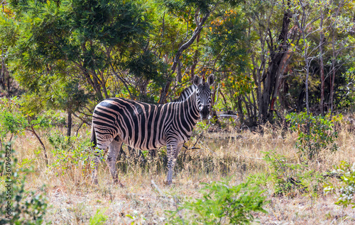 The zebra graze in the green bushes