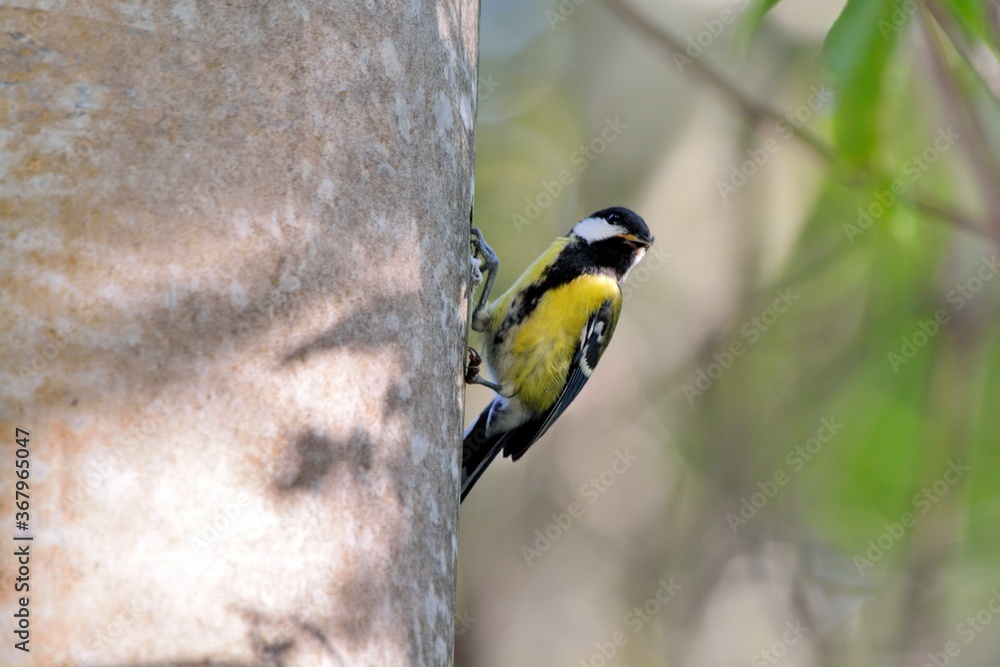 Green-backed Tit bird (Parus monticolus) Green-backed Tit bird (Parus monticolus)