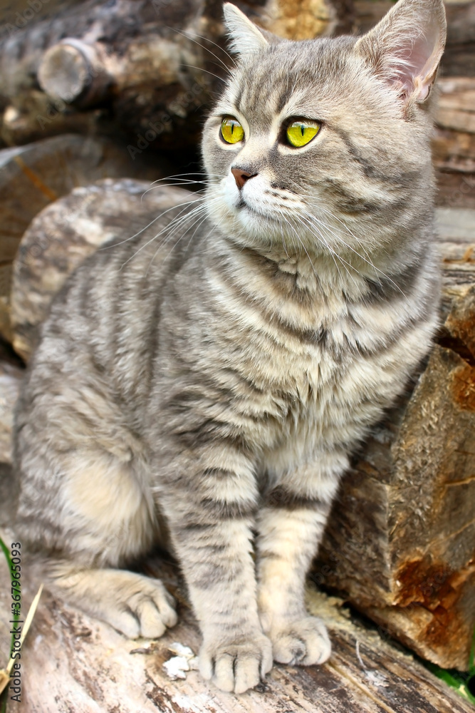 A gray tabby cat, a British Whiskas breed, sits on a log looking into the distance to the left. Surprised look, green cat eyes.