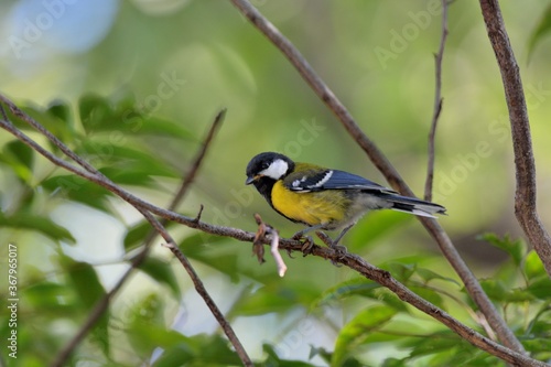 Green-backed Tit bird (Parus monticolus) © chienmuhou