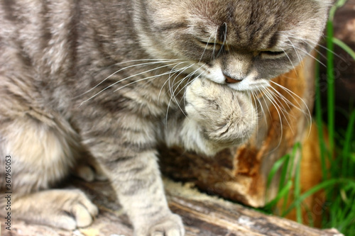 A gray tabby cat sits on a log and washes, cleans and bites its paw.