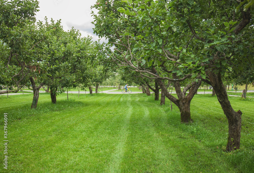 Apple trees in apple orchard