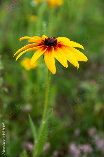 garden flowers bright yellow field plants on a background of green grass