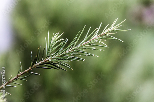 Nature Macro Pine Tree