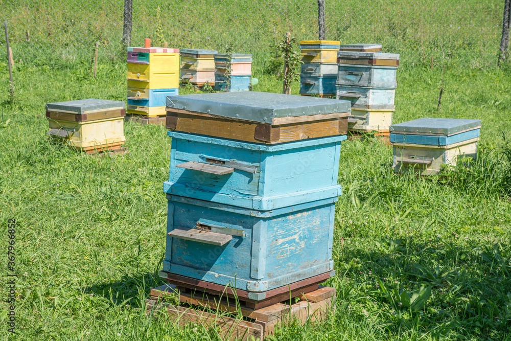 Beehives in the apiary. Beekeeping in Altai, Siberia. Beehives in the apiary. Beekeeping in Altai, Siberia.