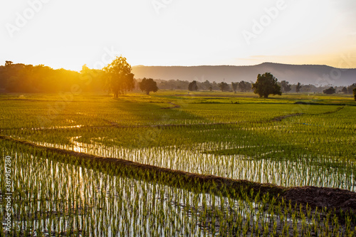 The rice field is sunny in the morning and has a background mountain.