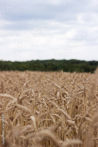 Ripe ears of wheat in the field, on the horizon a green forest, cloudy weather. Harvesting, agriculture. Background