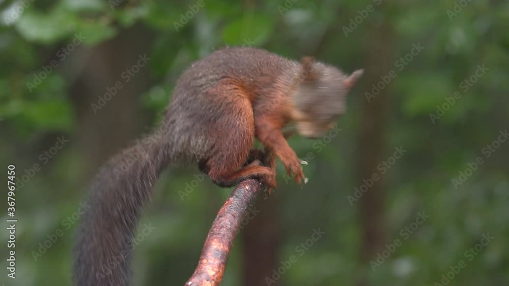 red squirrel animal balance on small branch side view turn around disappear red squirrel animal balance on small branch side view turn around disappear