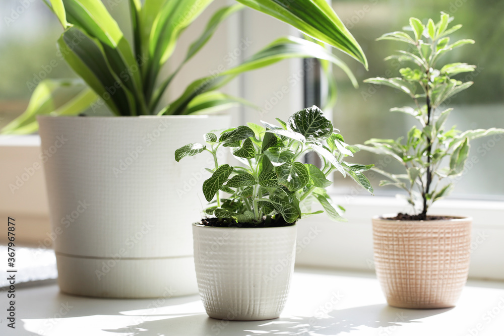 Obraz premium Green home houseplants on window sill in real room interior in natural light, selective focus.Creative nature background