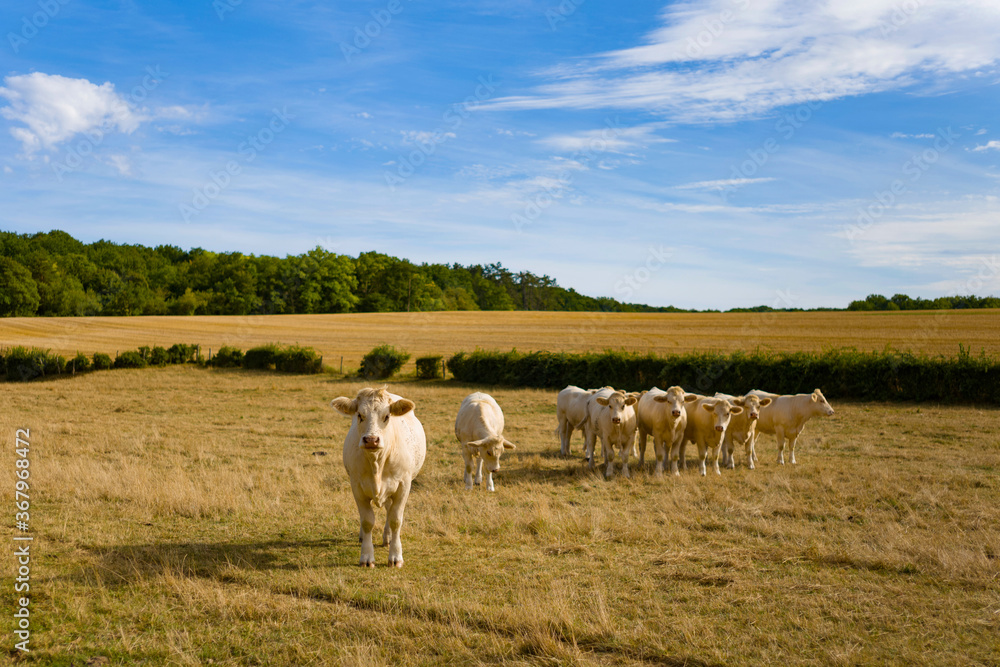 Fototapeta premium Cette photo a été prise vers Nevers, dans la Nièvre, en Bourgogne, en France, en été, en drone. Elle montre Un troupeau de vaches et de taureaux au milieu d'un champ de blé après la moisson