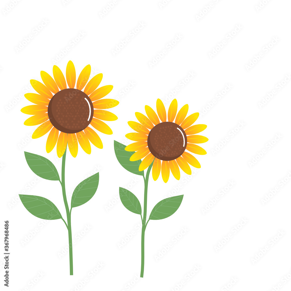 Obraz premium Sunflower with green leaves isolated on a white background vector.