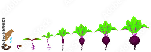 Stages of growth of red beet on a white background.