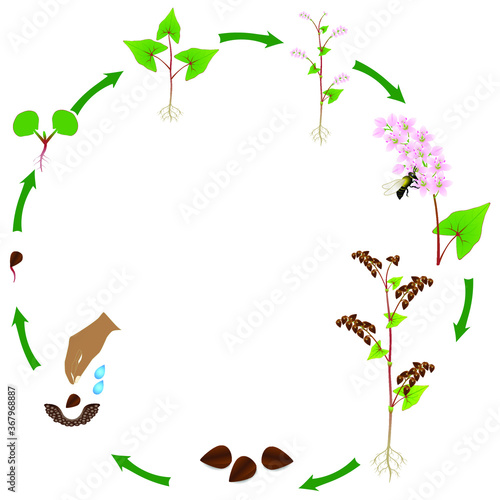 Cycle of a buckwheat plant growth isolated on white background.