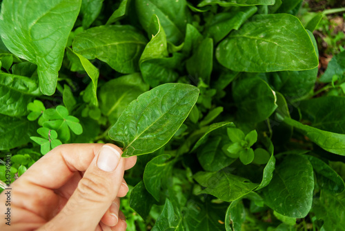 Holding in hand freshly picked spinach leaves from a raised home organic garden.