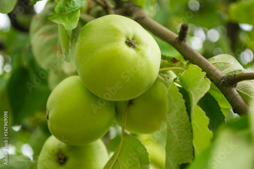 Green apple on a branch