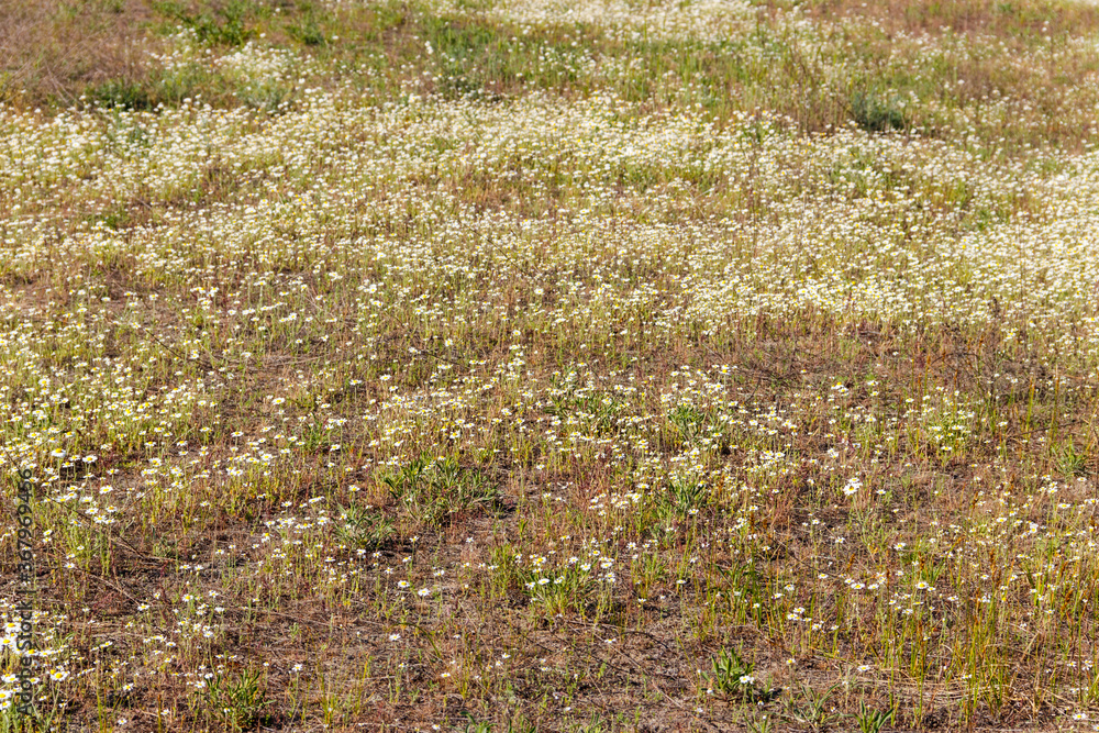 White chamomile flowers on a meadow at spring White chamomile flowers on a meadow at spring