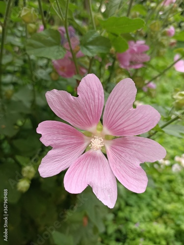 wild rose.Hatma of Thuringia.Medicinal, honey-bearing and ornamental plants.