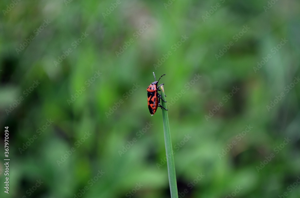 Red bug sitting on the grass Red bug sitting on the grass