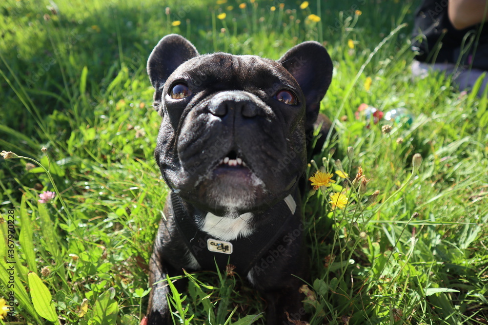 french bulldog puppy cute