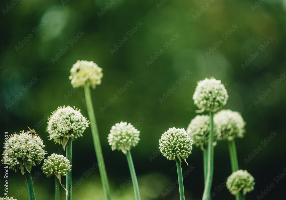 flowering onion and garlic on the plantation close-up flowering onion and garlic on the plantation close-up