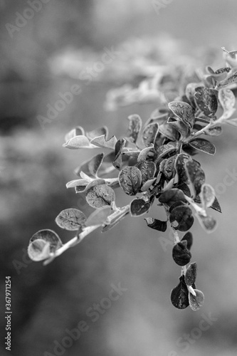 water drops on a tree