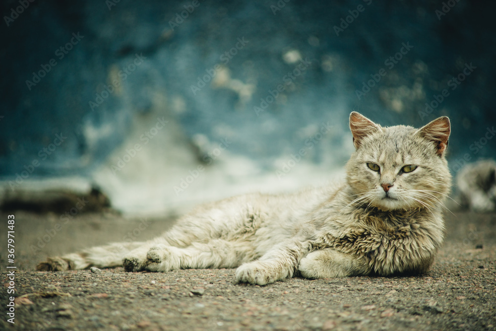 gray cat lies on the street and looks with pride gray cat lies on the street and looks with pride