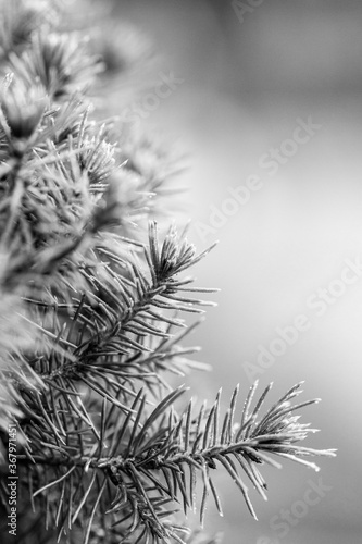 branches of a tree