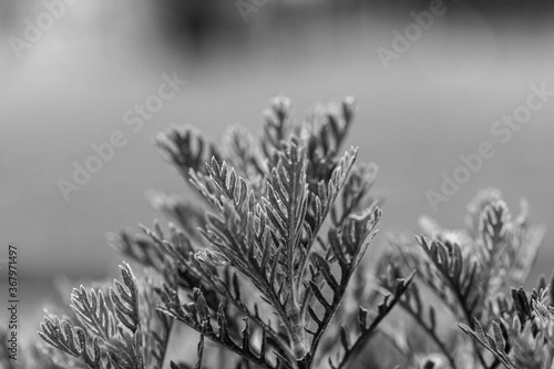 dry grass in the morning