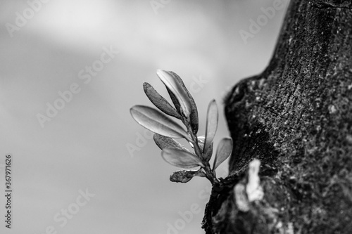 black and white flower