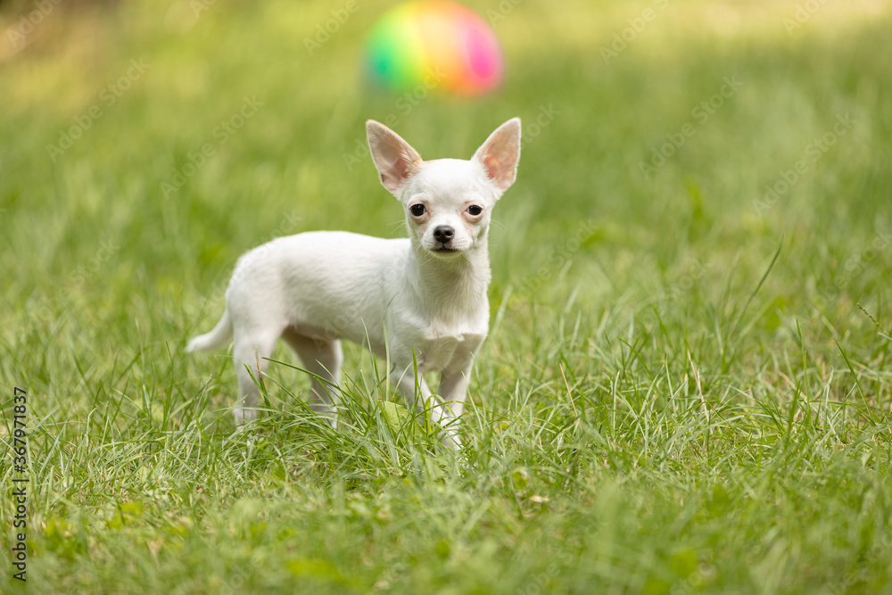 White Chihuahua dog standing in the garden and looking to the camera.