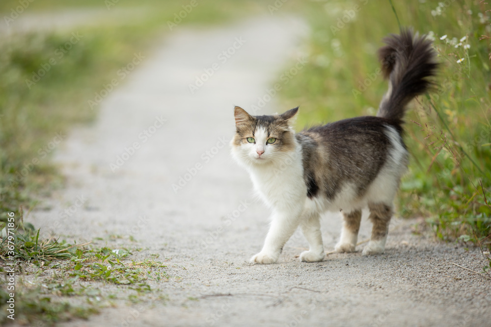 stray cat walking on a village road. stray cat crosses the path