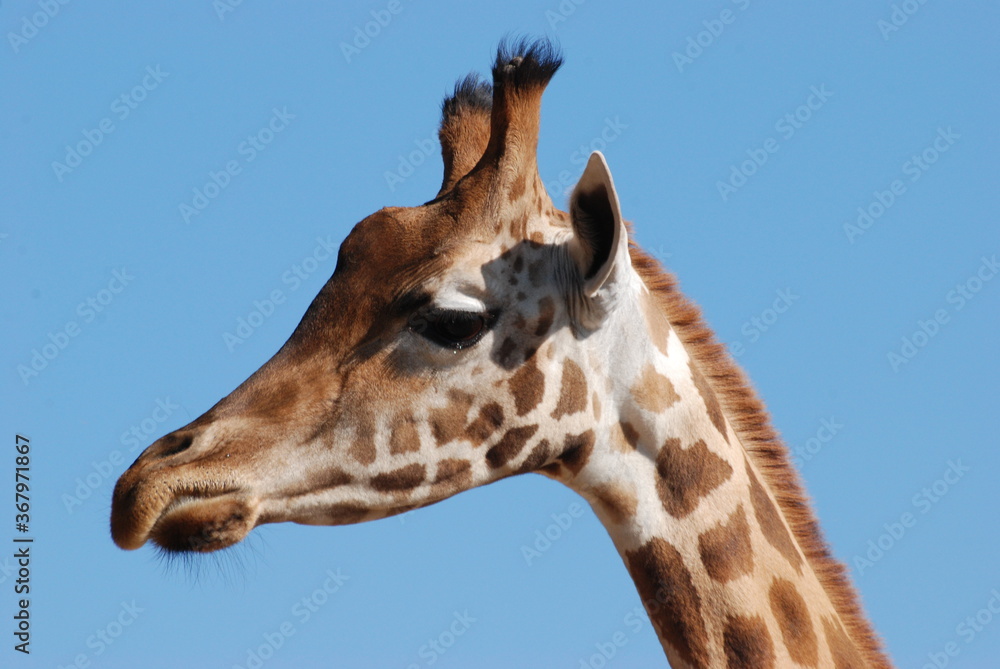 Fototapeta premium girafe