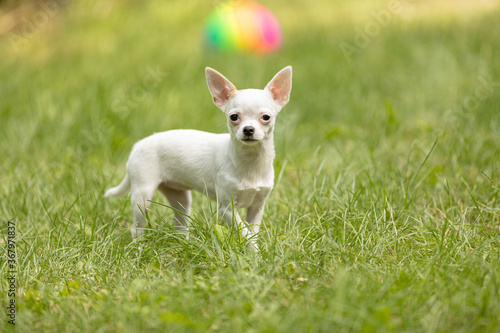 White Chihuahua dog standing in the garden and looking to the camera. © Volodymyr Shcerbak
