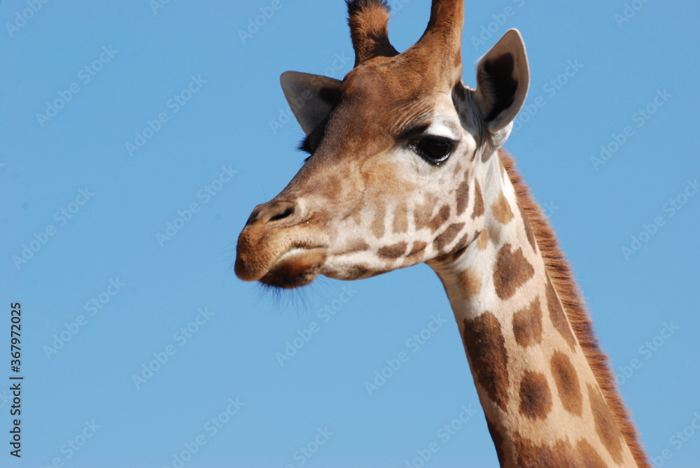 girafe girafe