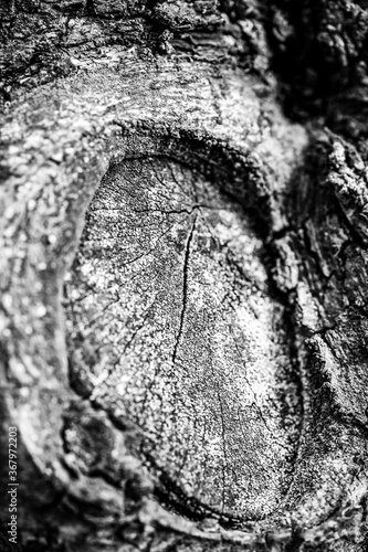 old wood texture