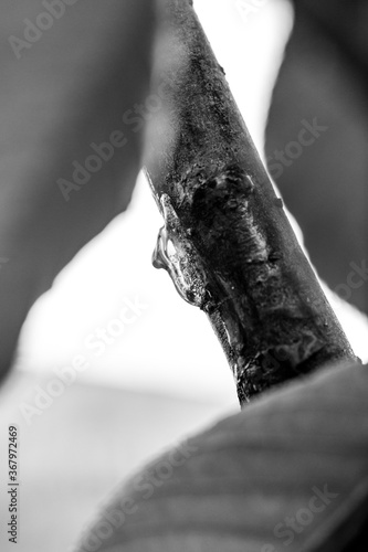 tree back and white