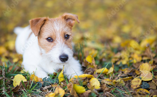 Cute happy jack russell terrier pet dog puppy looking in the autumn fall leaves, web banner, background with copy space
