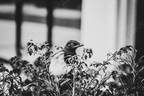 black and white bird