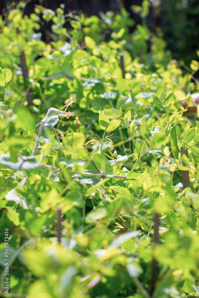 Closeup of mature pods with garden peas just before harvesting. Closeup of mature pods with garden peas just before harvesting.
