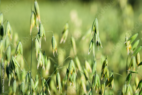 Oat ripening on a field