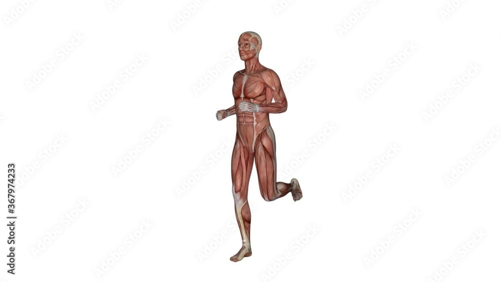 3D Rendering : a running male character with muscle tissues display 3D Rendering : a running male character with muscle tissues display