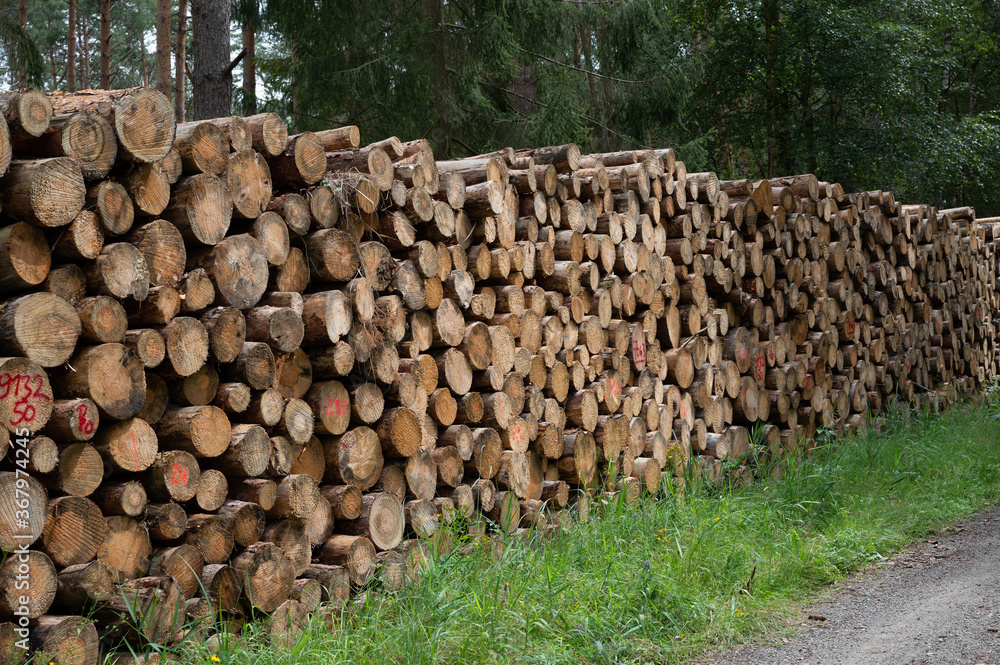 Baumstämme gefällt wegen Borkenkäfer Befall Baumstämme gefällt wegen Borkenkäfer Befall