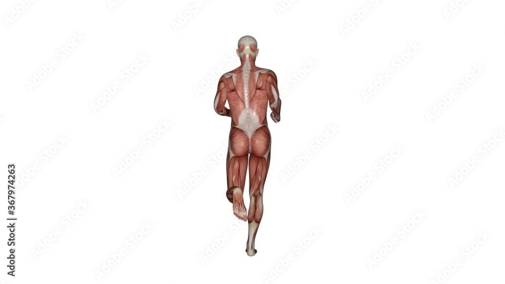 3D Rendering : a running male character with muscle tissues display 3D Rendering : a running male character with muscle tissues display